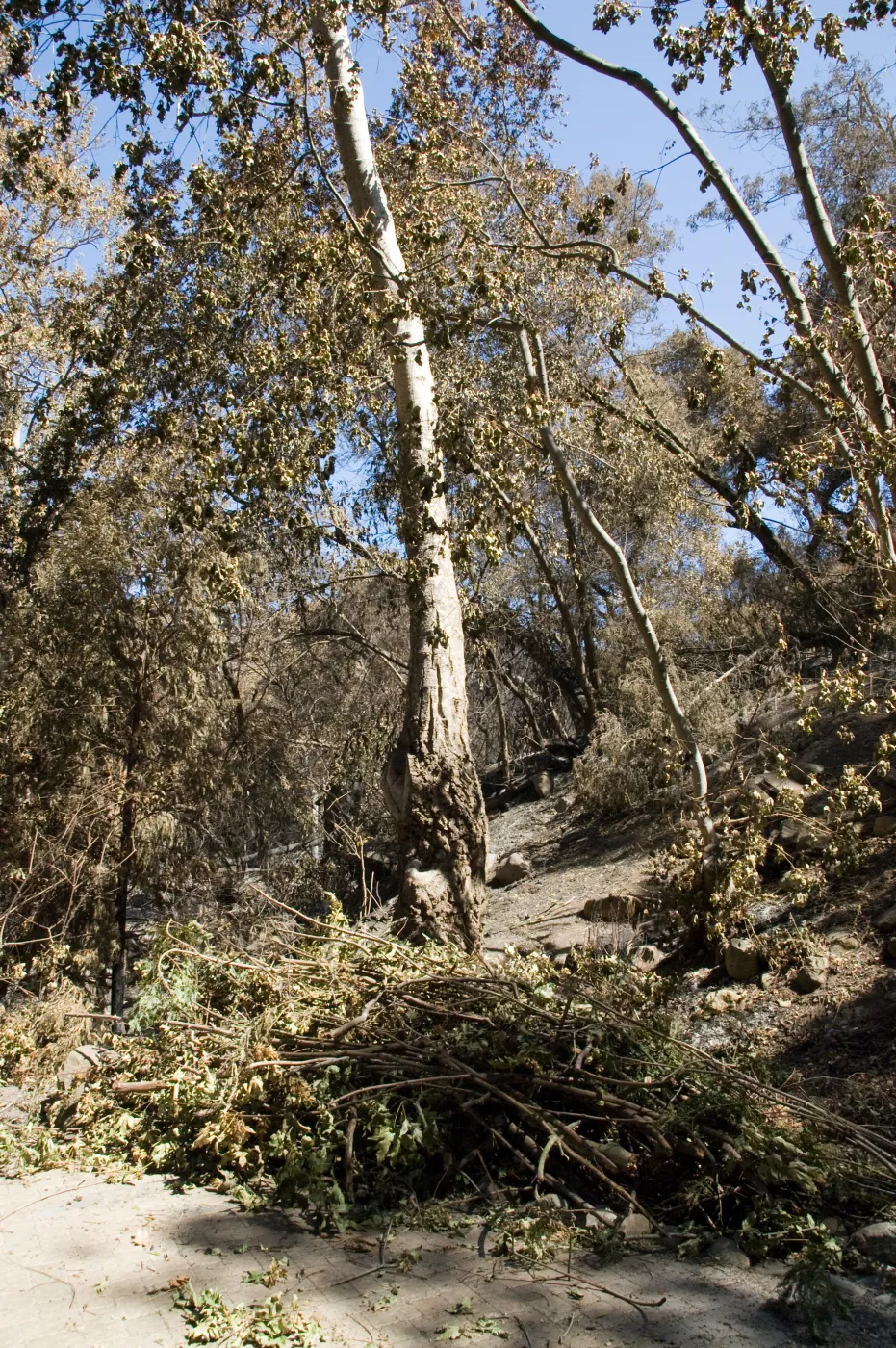 Santa Barbara Botanic Garden after the Jesusita Fire, burned trees on Woodland Trail
