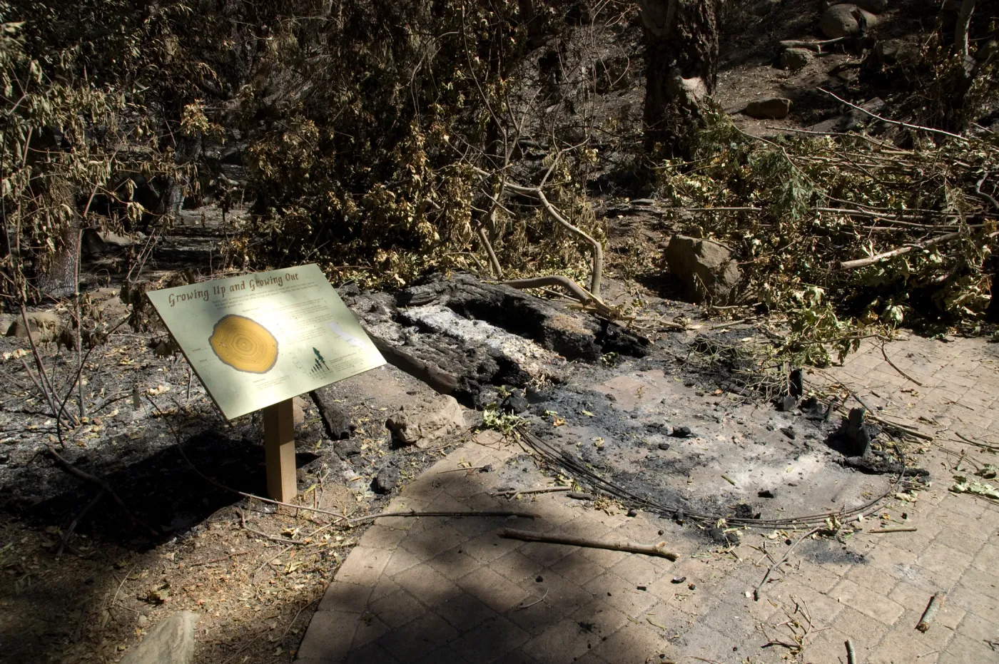 Santa Barbara Botanic Garden after the Jesusita Fire, burned Redwood Cross-section