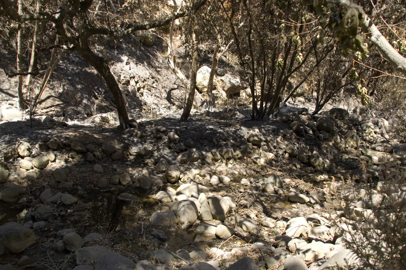 Santa Barbara Botanic Garden after the Jesusita Fire, burned trees in Mission Creek