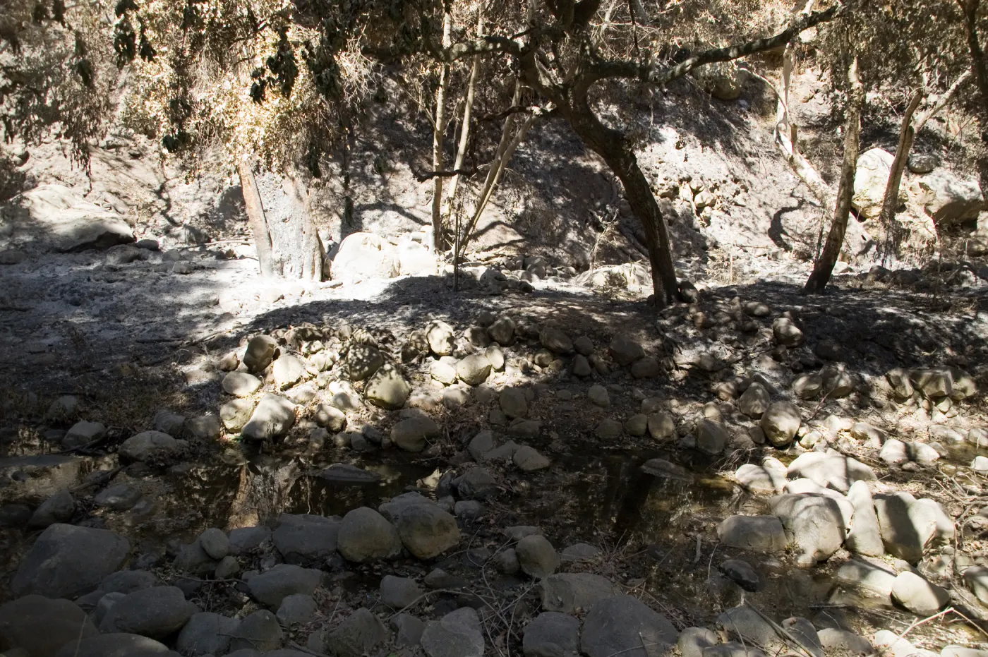 Santa Barbara Botanic Garden after the Jesusita Fire, burned trees in Mission Creek