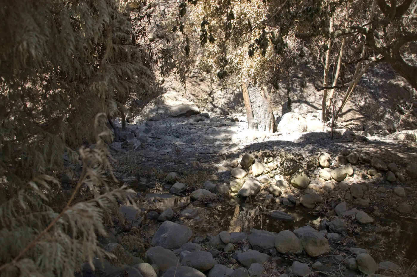 Santa Barbara Botanic Garden after the Jesusita Fire, burned trees in Mission Creek
