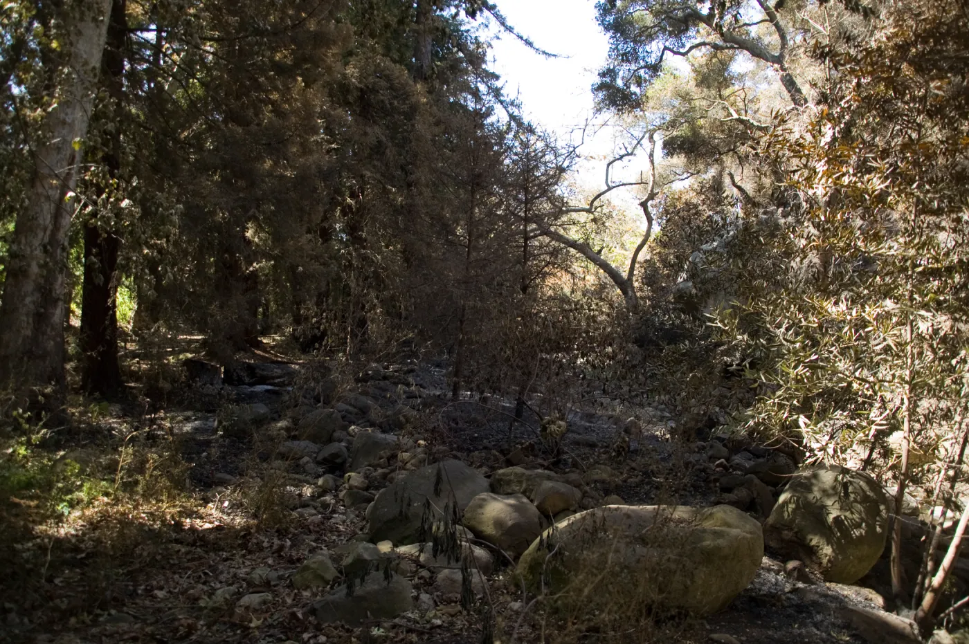 Santa Barbara Botanic Garden after the Jesusita Fire, burned vegetation along Mission Creek 