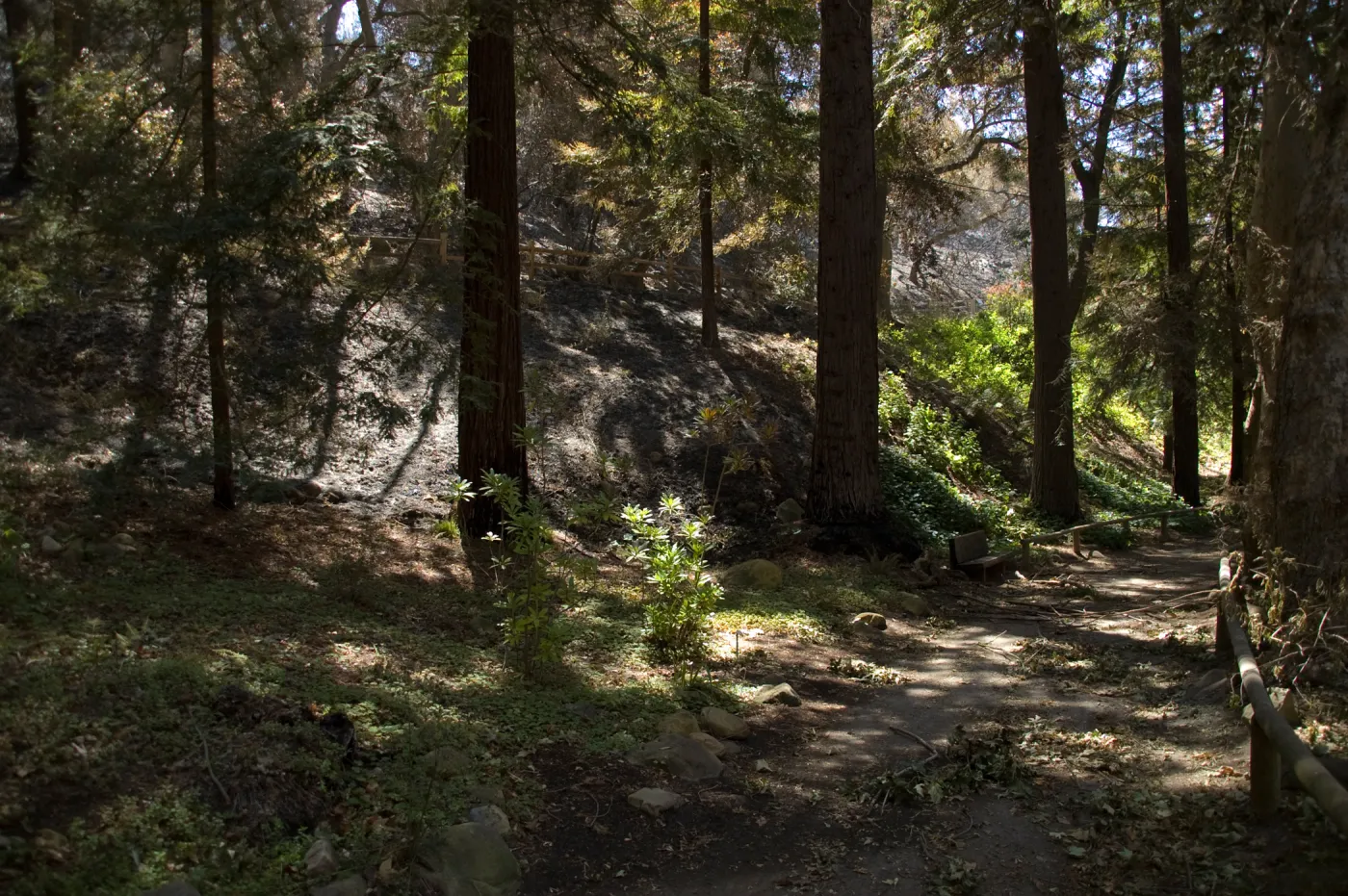 Santa Barbara Botanic Garden after the Jesusita Fire, burned area in Redwood section