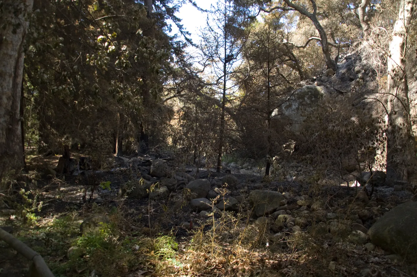 Santa Barbara Botanic Garden after the Jesusita Fire, burned area along Mission Creek