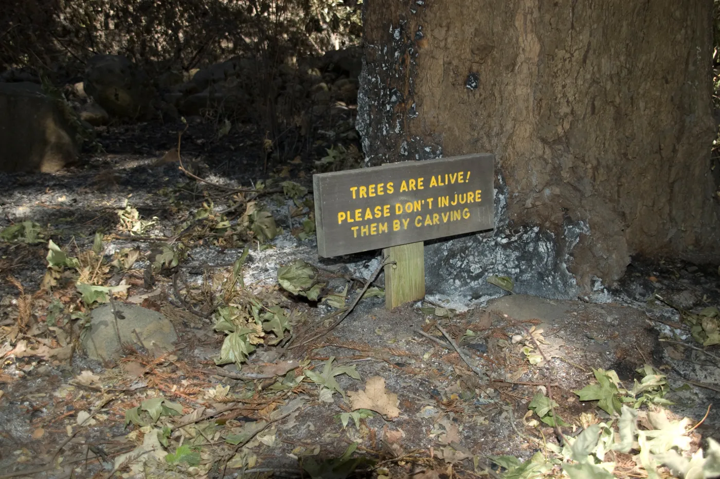 Santa Barbara Botanic Garden after the Jesusita Fire, burned tree and sign