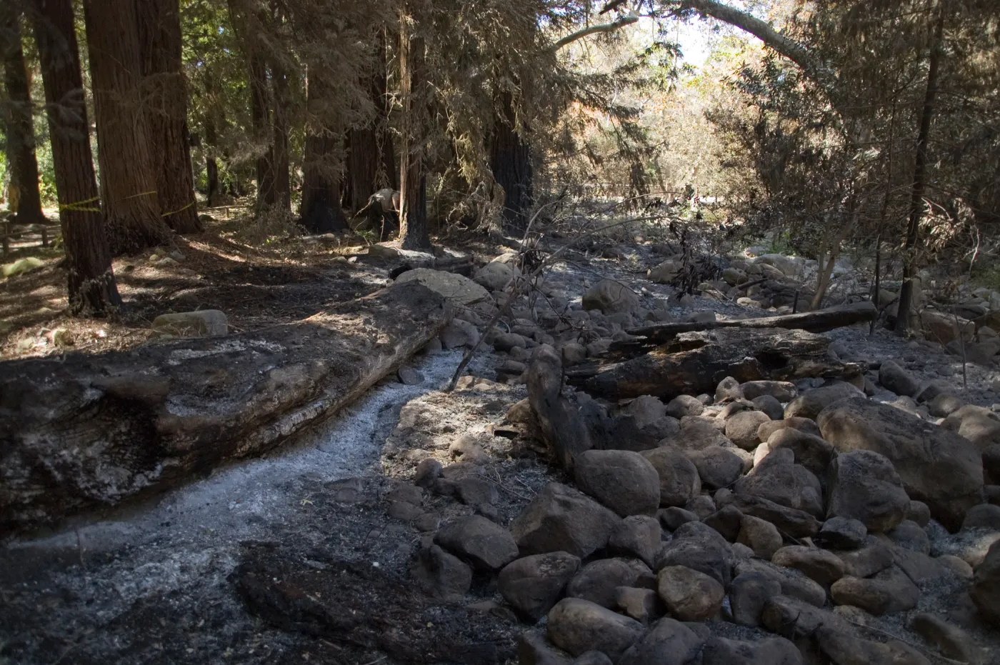 Santa Barbara Botanic Garden after the Jesusita Fire, burned fallen tree along Mission Creek