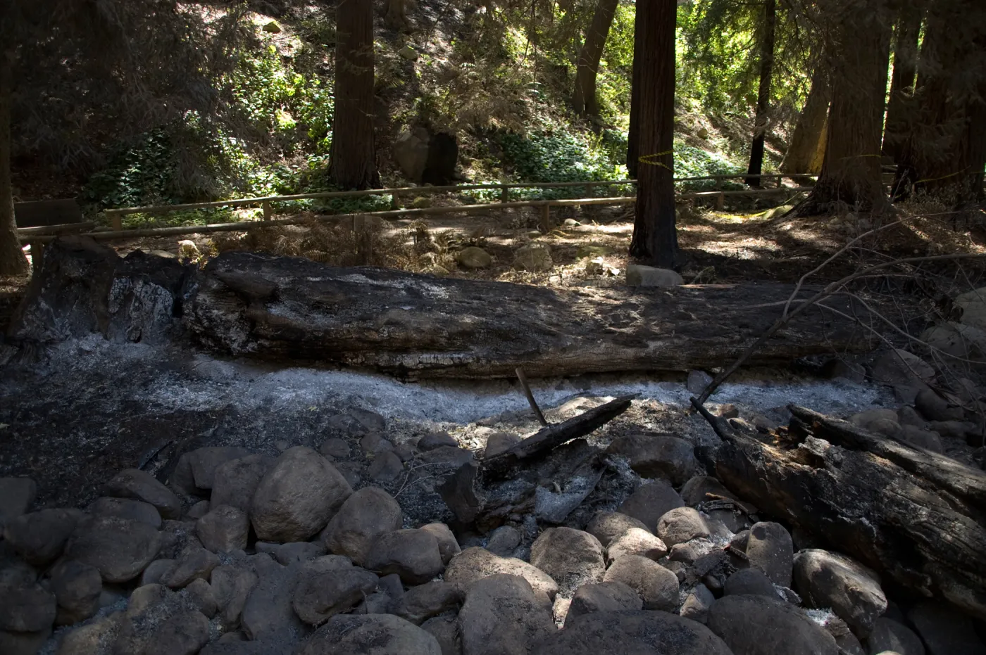 Santa Barbara Botanic Garden after the Jesusita Fire, burned fallen tree in Redwood section