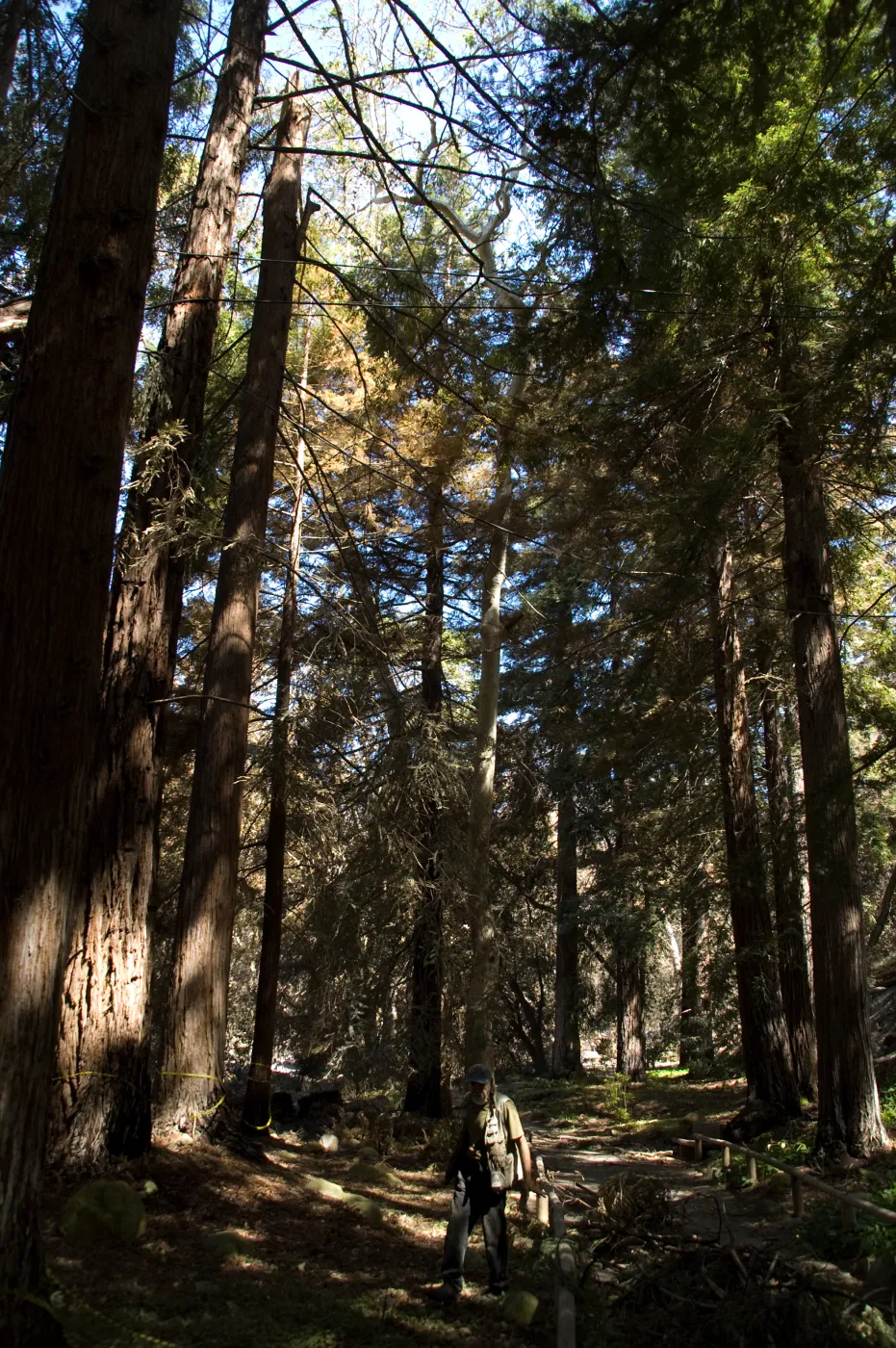 Santa Barbara Botanic Garden after the Jesusita Fire, Geege cleaning up in the Redwood section