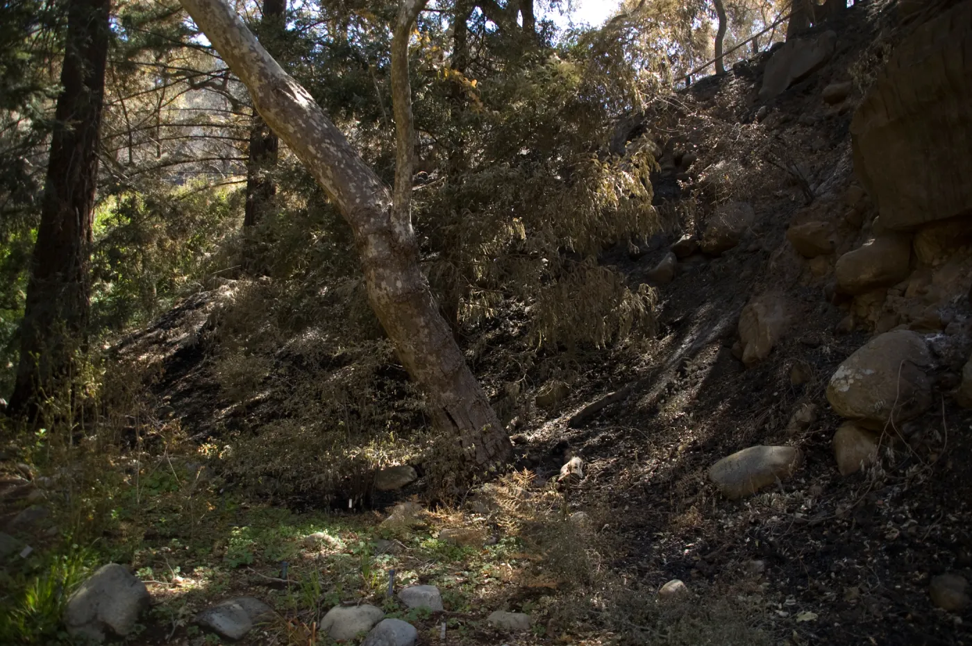 Santa Barbara Botanic Garden after the Jesusita Fire, burned slope in Redwood section
