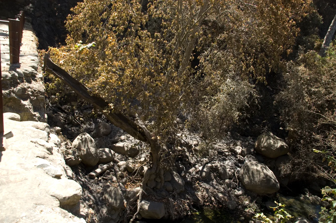 Santa Barbara Botanic Garden after the Jesusita Fire, burned Sycamore below dam