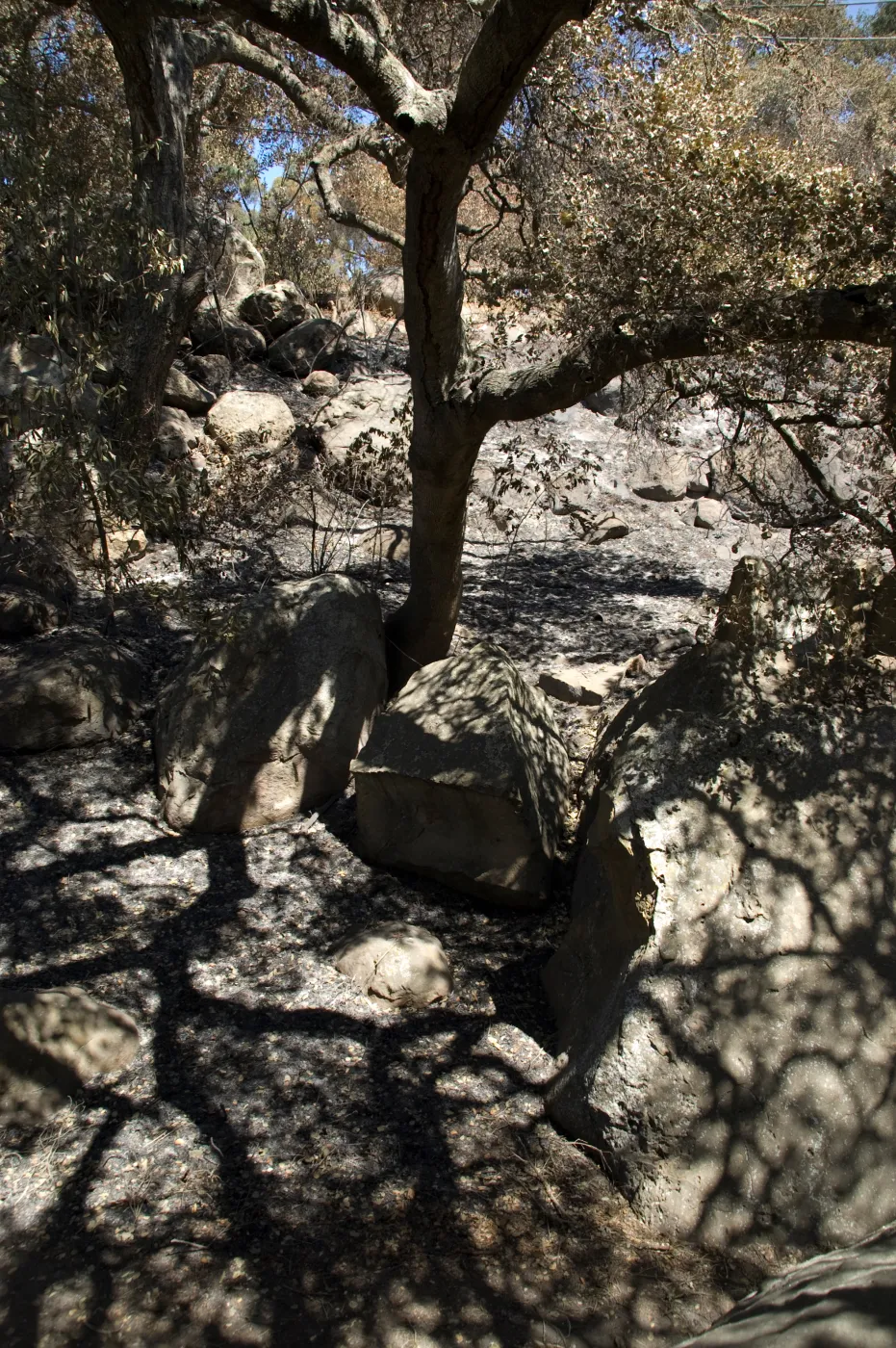 Santa Barbara Botanic Garden after the Jesusita Fire, Pritchett Trail