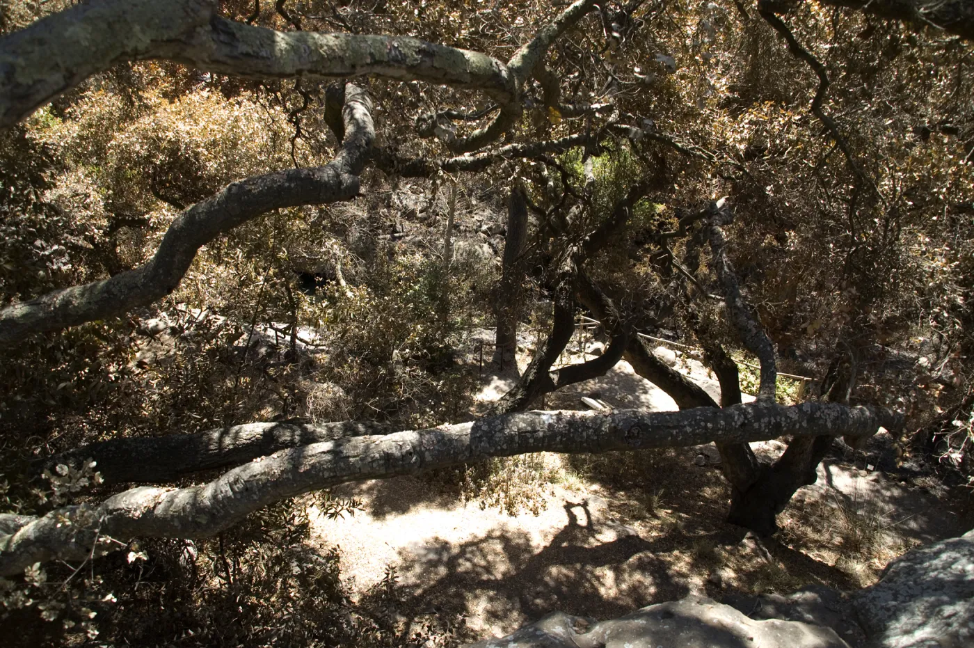 Santa Barbara Botanic Garden after the Jesusita Fire, view of canyon from Pritchett Trail