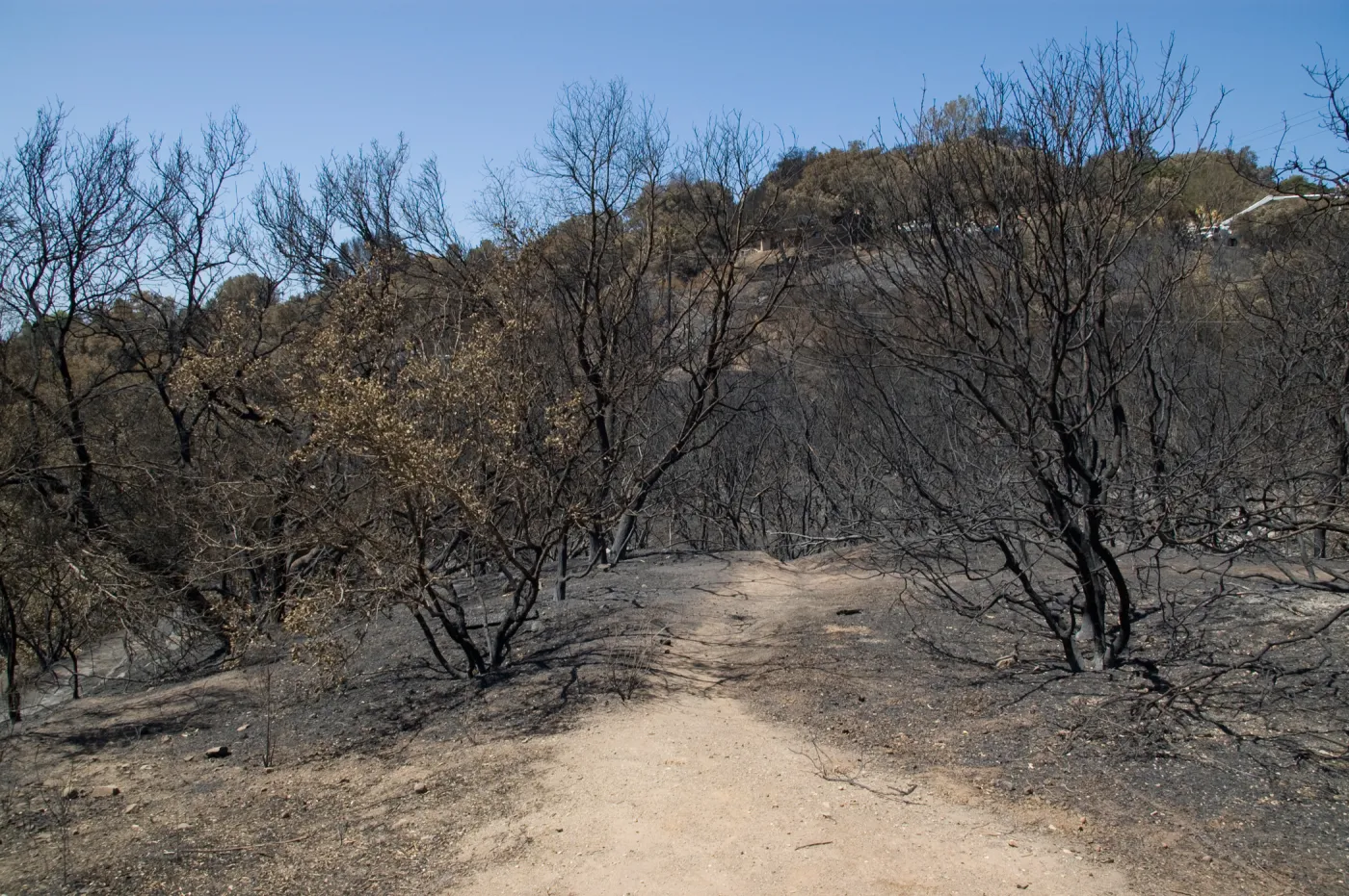 top of Pritchett Trail near Tunnel Road gate after the Jesusita Fire