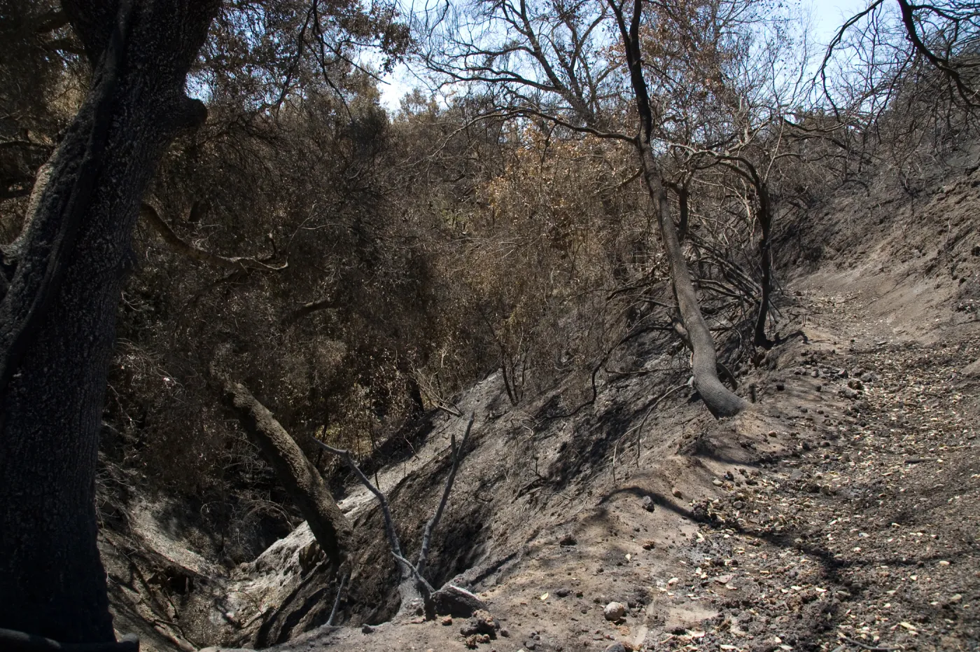 Pritchett Trail after the Jesusita Fire