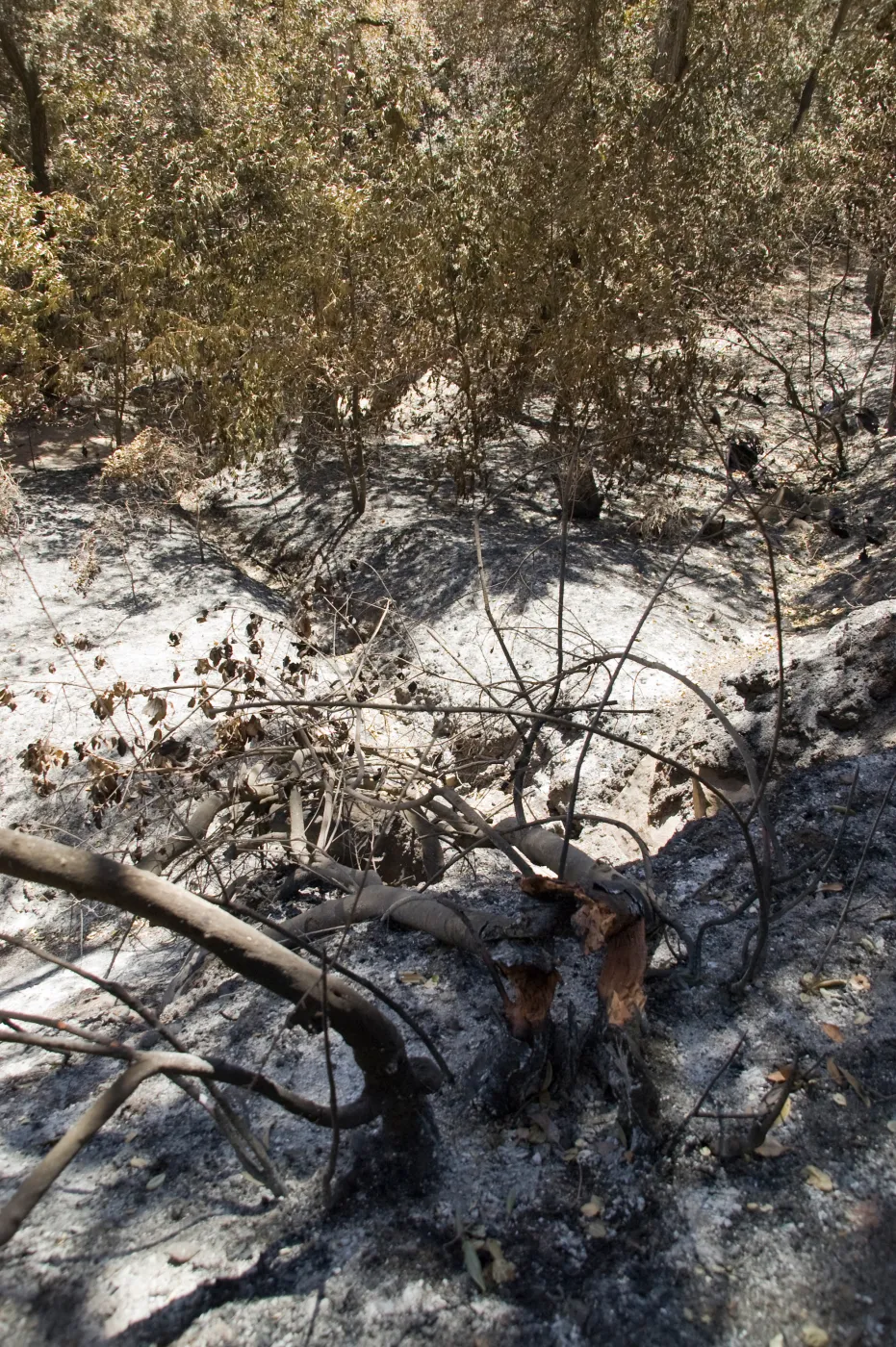 drainage slope below Pritchett Trail after the Jesusita Fire
