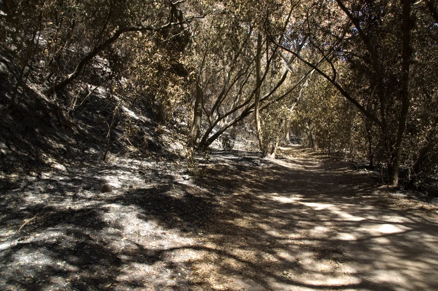 Canyon Trail after the Jesusita Fire