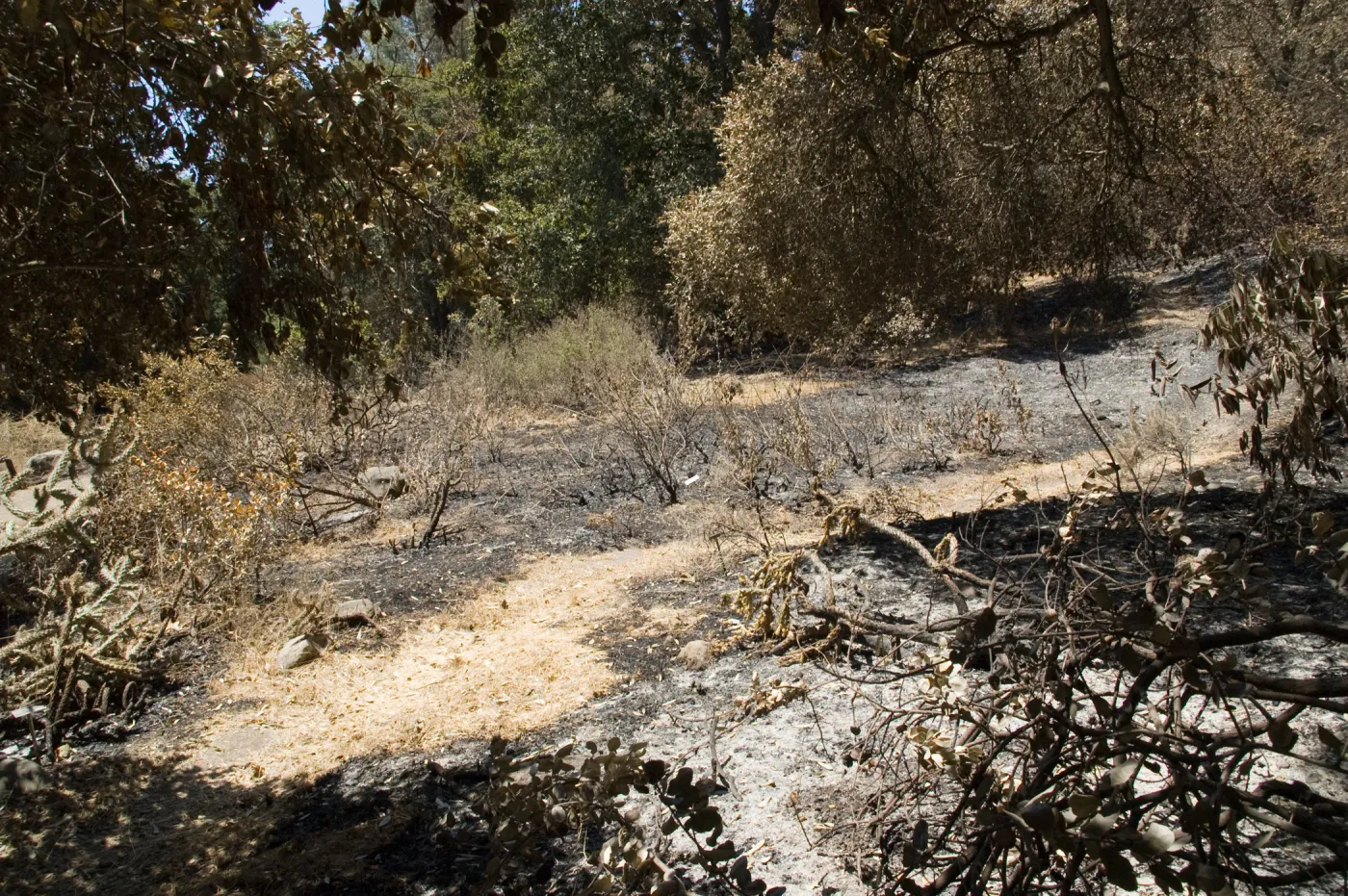 The Island Section after the Jesusita Fire