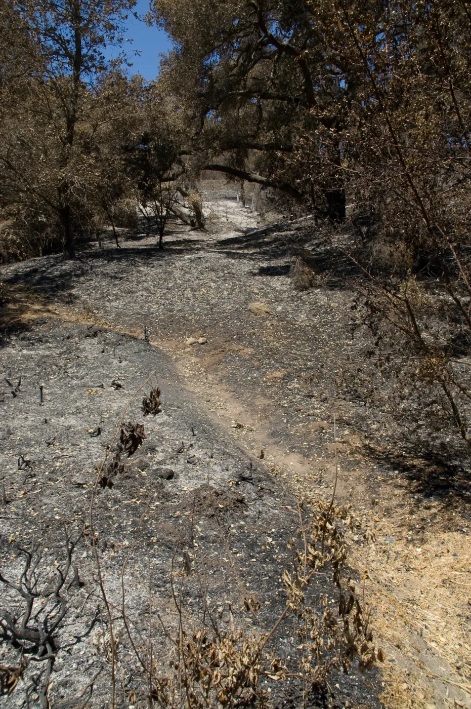 trail near the top of the Island Section after the Jesusita Fire