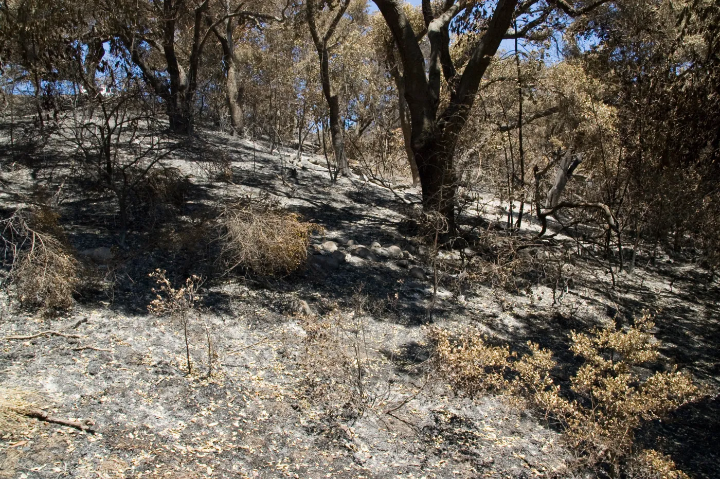 burned east-facing slope of Mission Canyon, adjacent to Island Section, after the Jesusita Fire