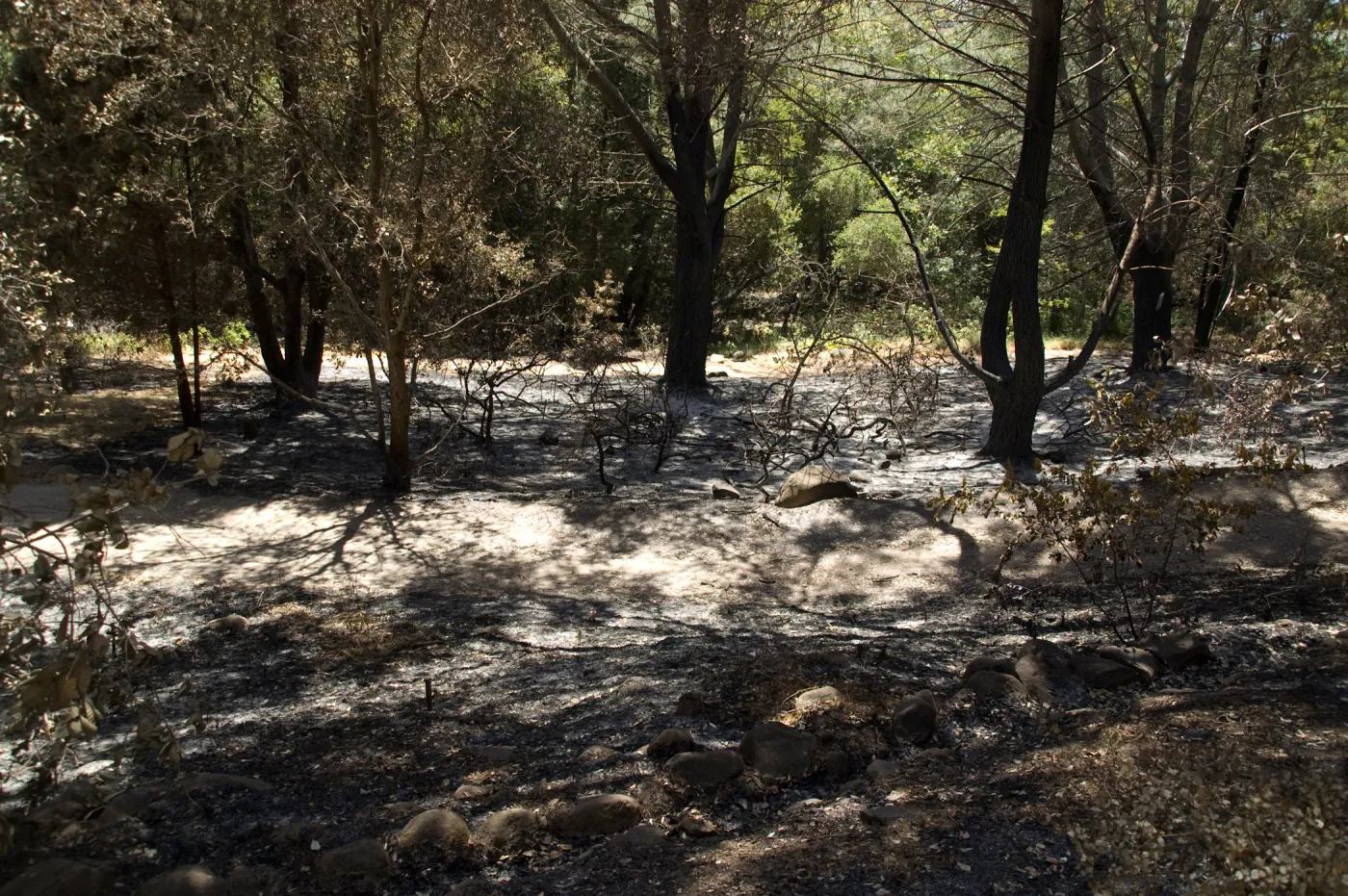 old aqueduct adjacent to Island Section after the Jesusita Fire