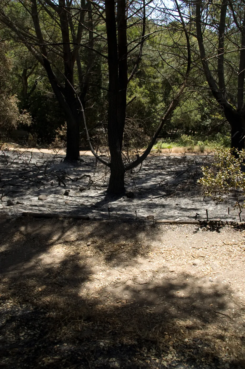 Island Section after the Jesusita Fire