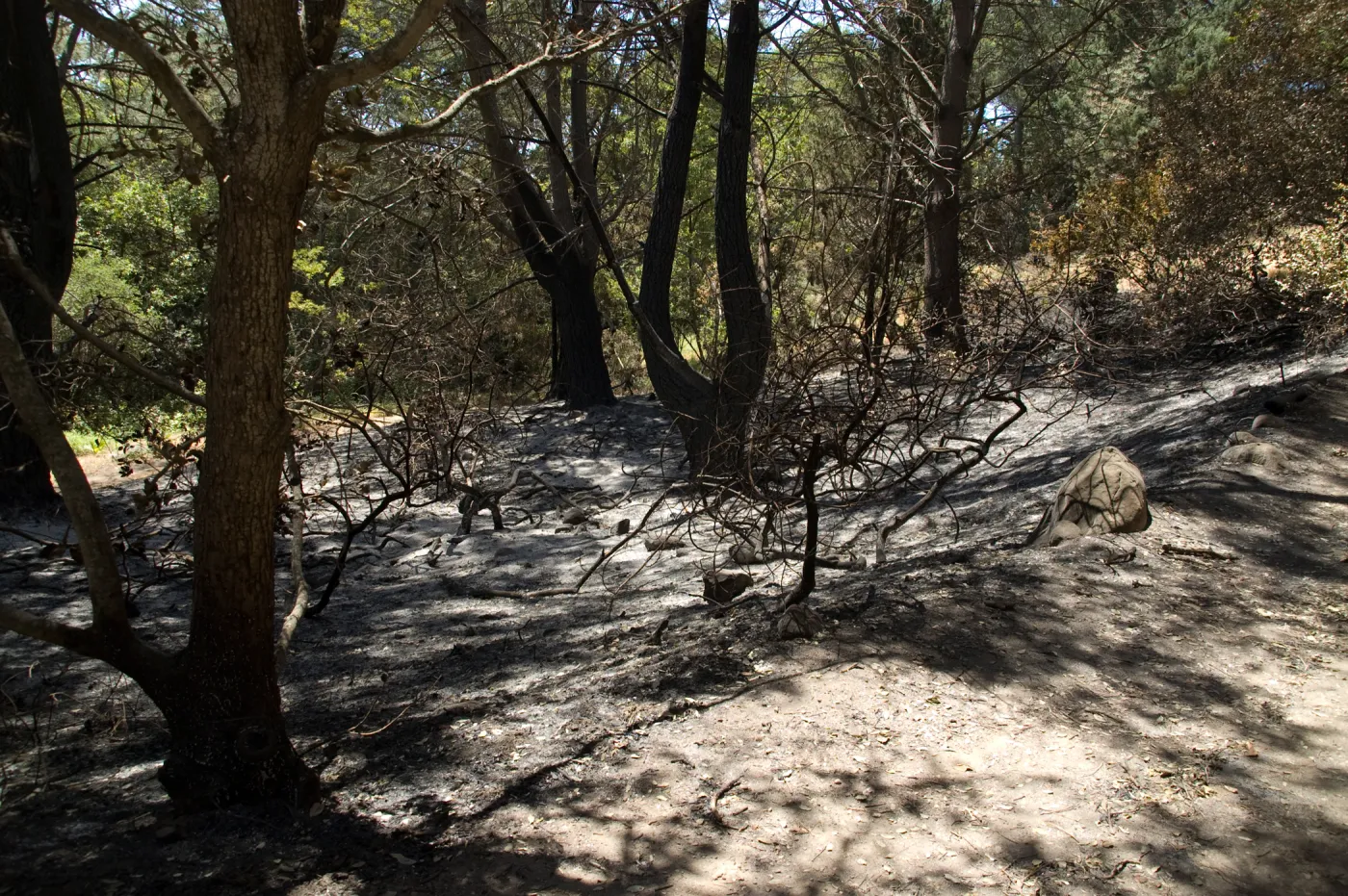 Island Section after the Jesusita Fire