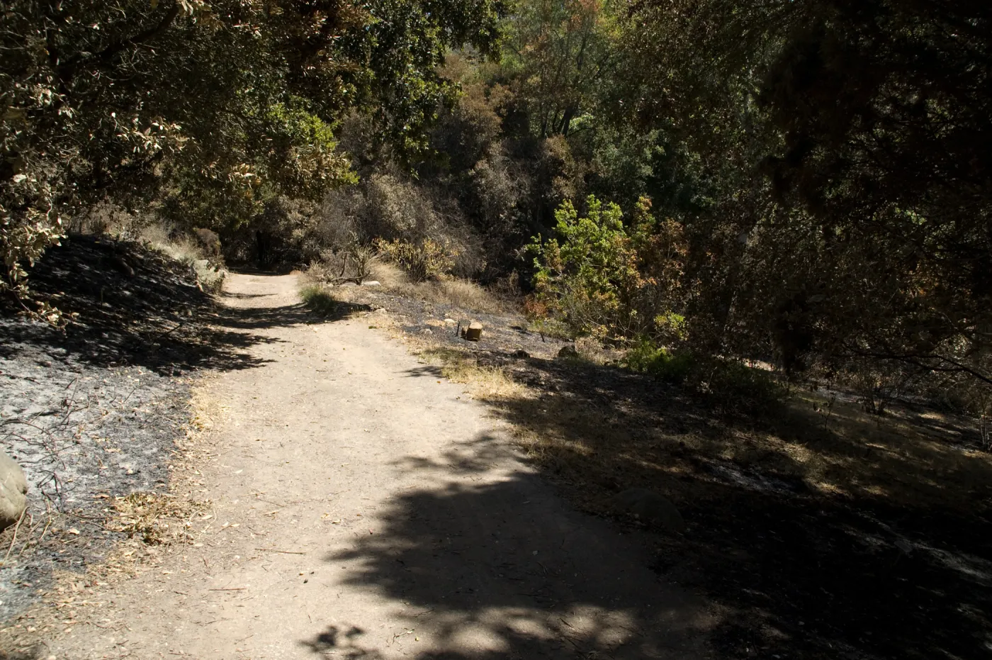 Mission Canyon, Canyon Trail at Island Section after the Jesusita Fire