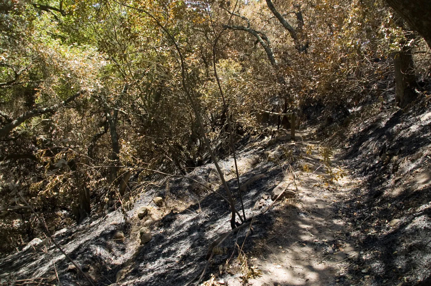 burned area along trail just above the Island Section, after the Jesusita Fire