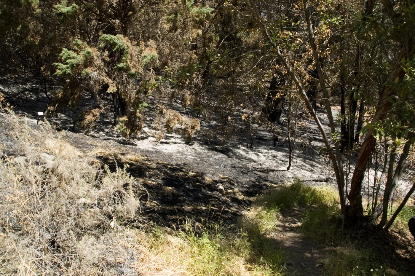 Island Section from the Easton Aqueduct Trail after the Jesusita Fire