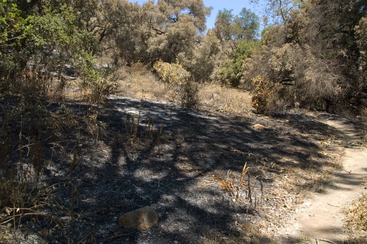Island Section loop trail after the Jesusita Fire