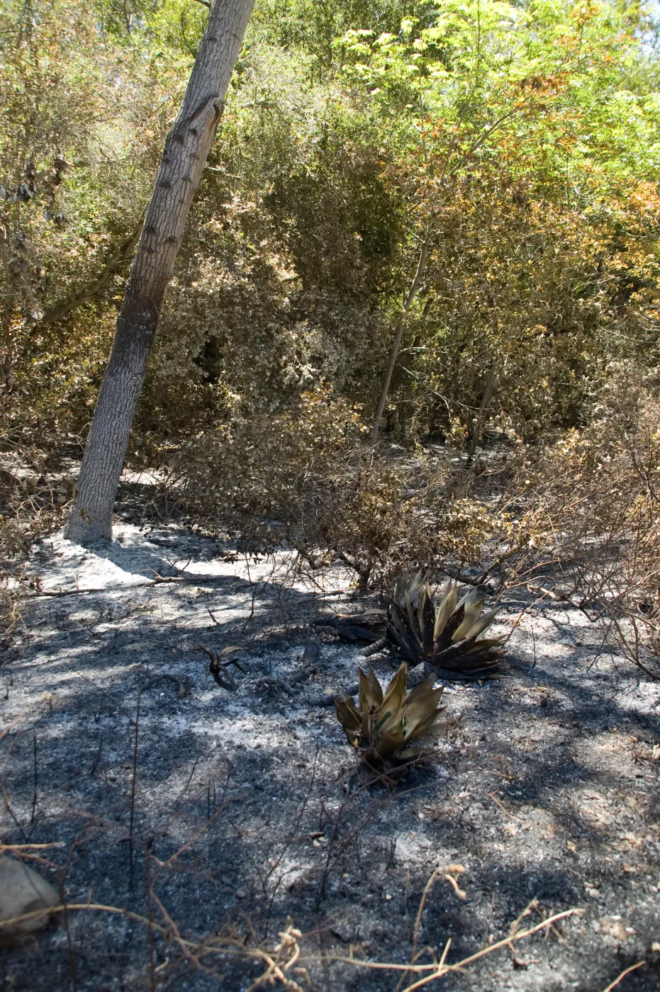 burned vegetation in the Island Section after the Jesusita Fire