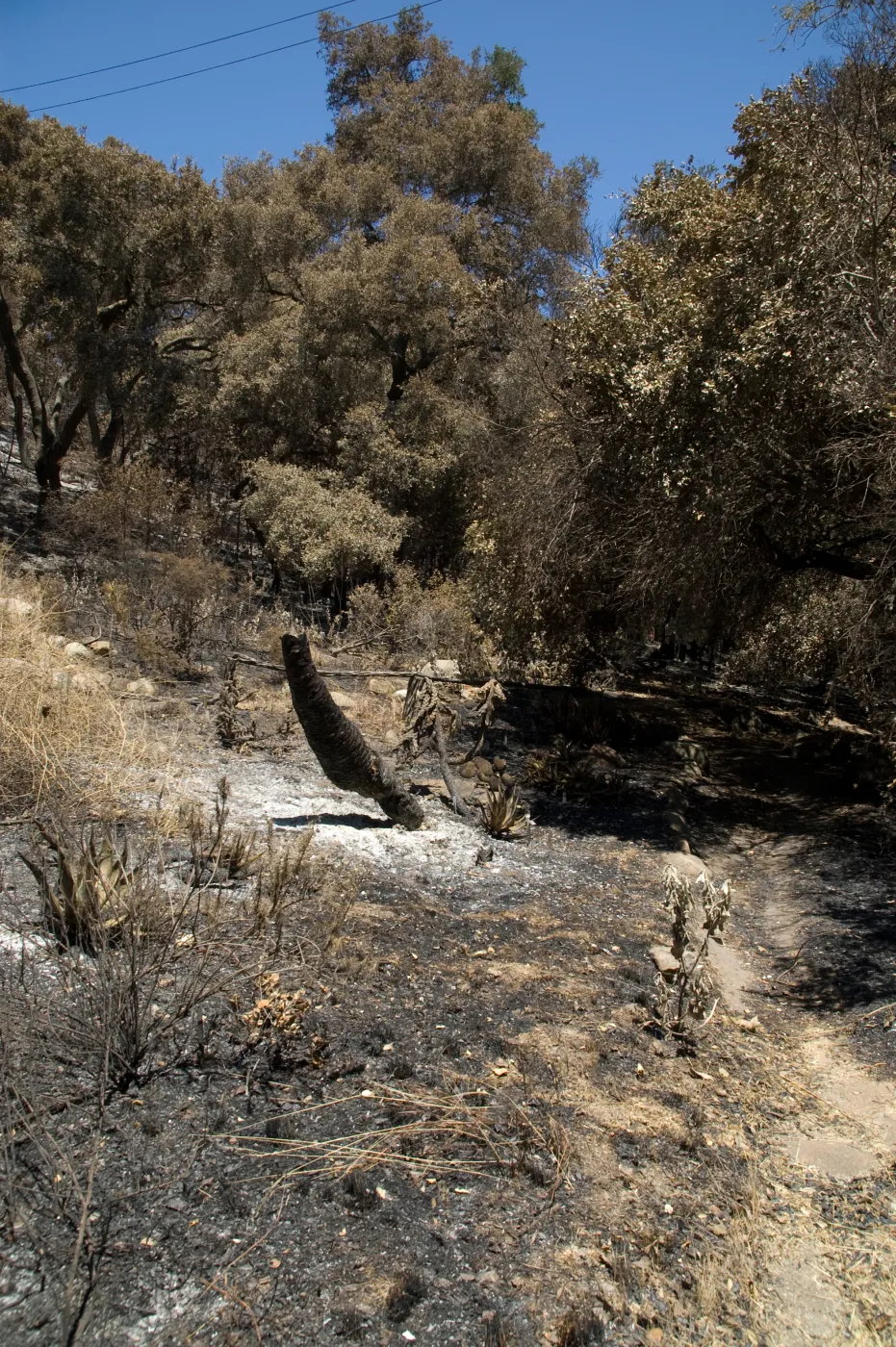 burned vegetation in the Island Section after the Jesusita Fire