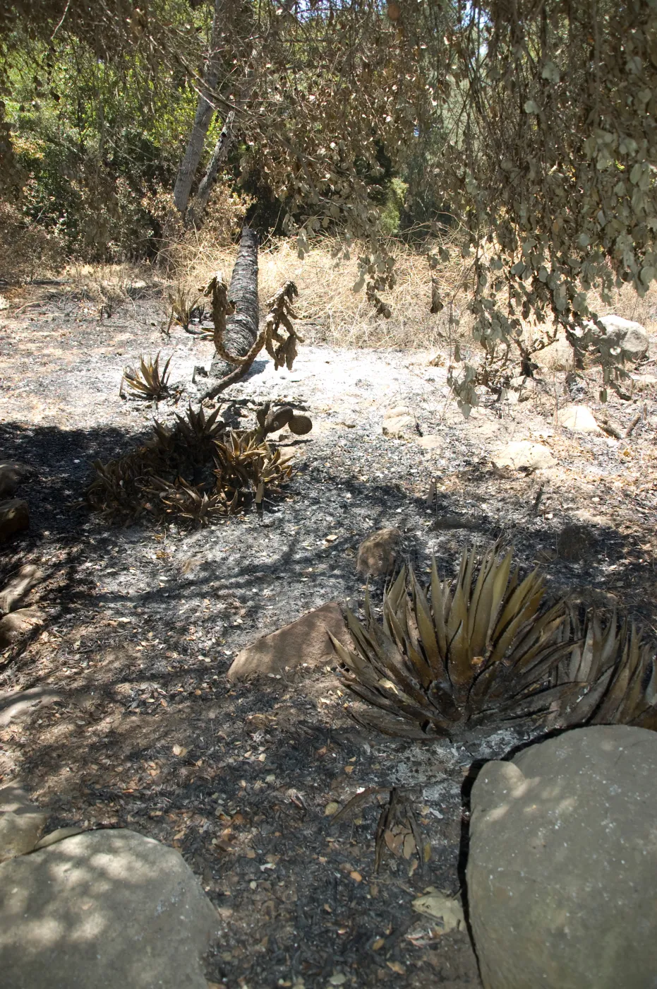 burned vegetation in Island Section after the Jesusita Fire