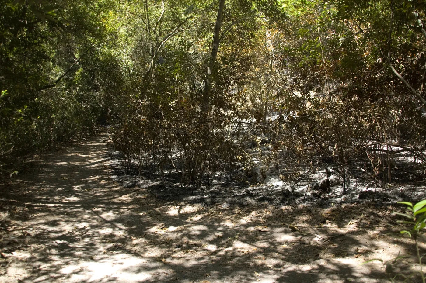 bottom of Island Section near Mission Creek after the Jesusita Fire