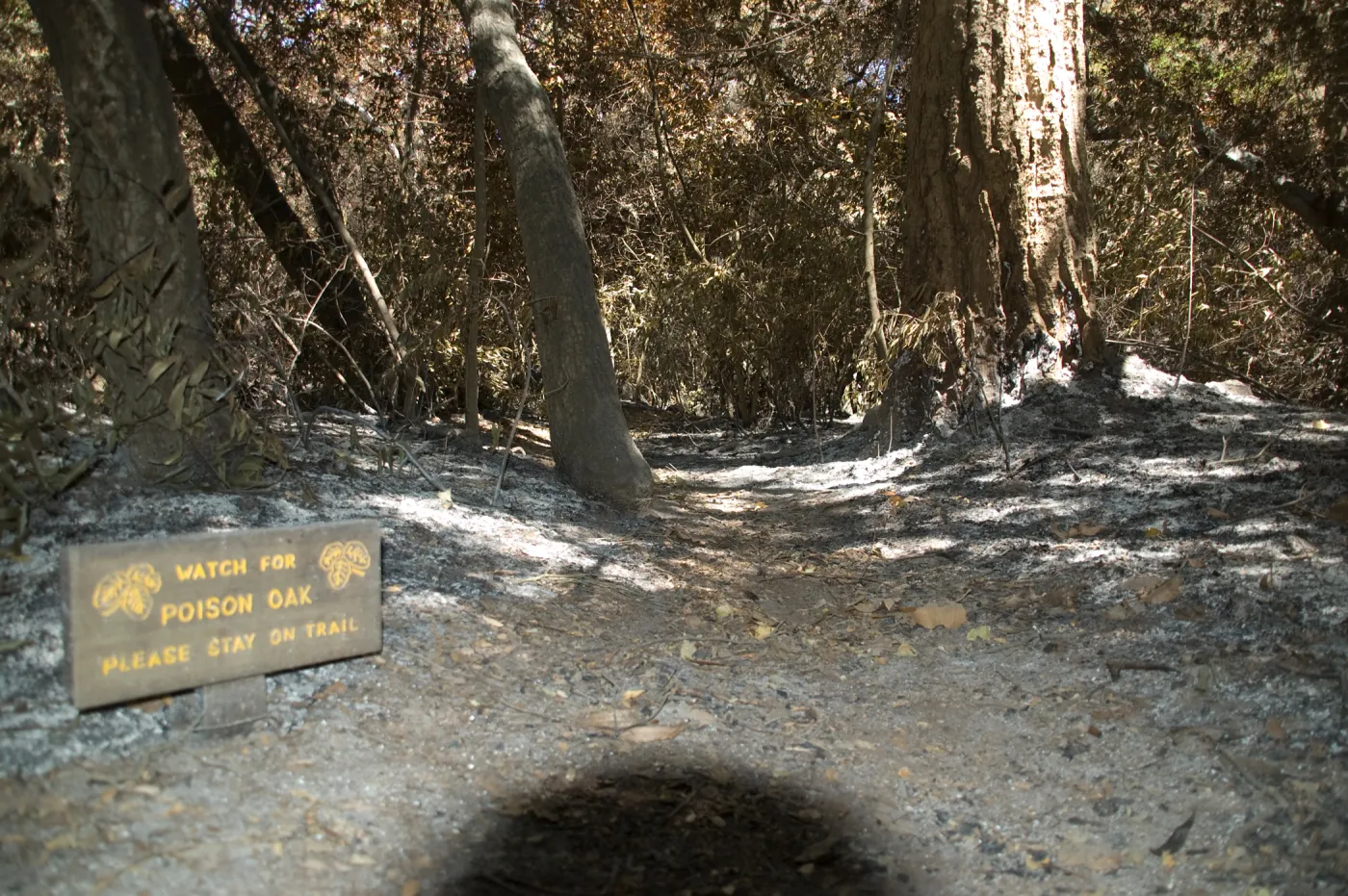 Poison Oak sign on Creek Trail after the Jesusita Fire