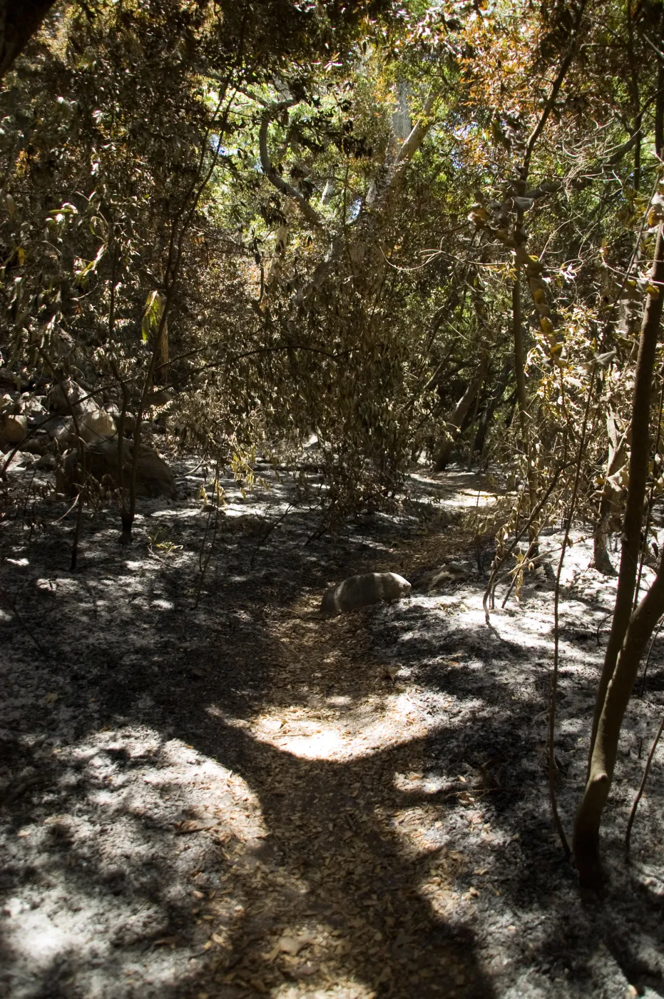 Creek Trail after the Jesusita Fire