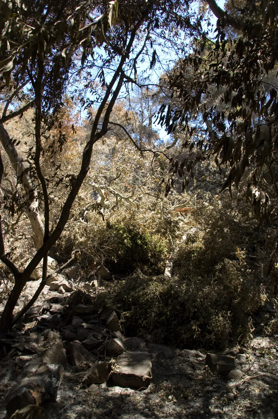 burned vegetation along Creek Trail after the Jesusita Fire