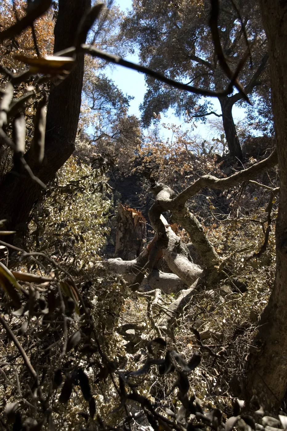 Tree broken in high winds after the Jesusita Fire