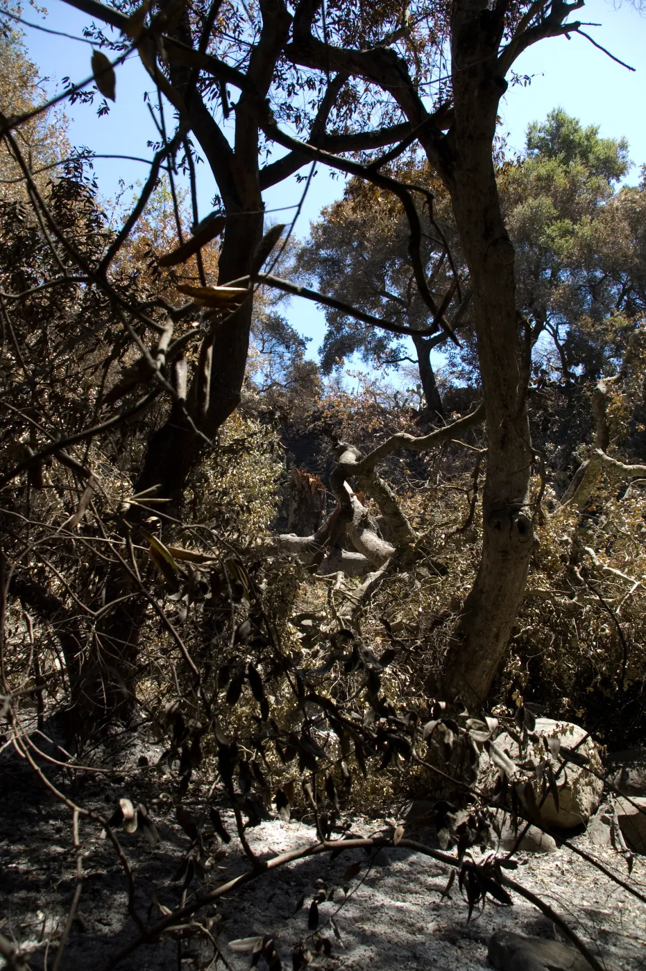 Tree broken in high winds after the Jesusita Fire