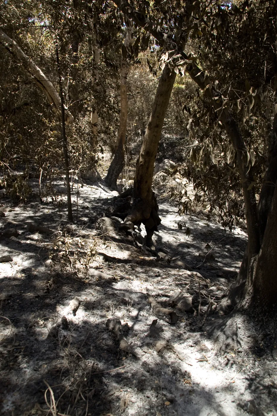 Ash under burned trees, Creek Trail after the Jesusita Fire