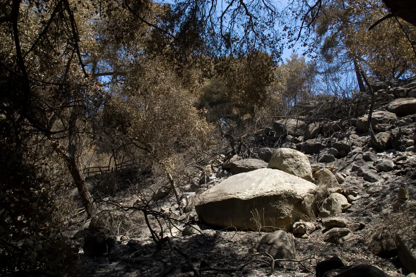 slope below Campbell Trail after the Jesusita Fire