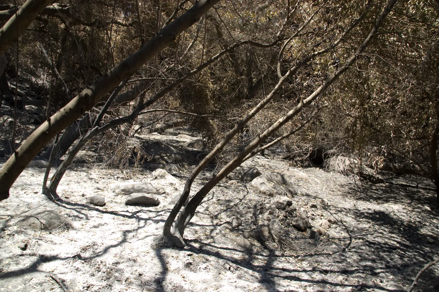 ash and burned vegetation in bottom of Mission Canyon after the Jesusita Fire