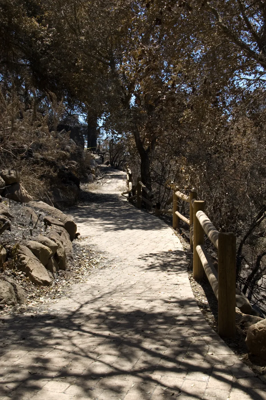Campbell Trail and adjacent burned vegetation after the Jesusita Fire