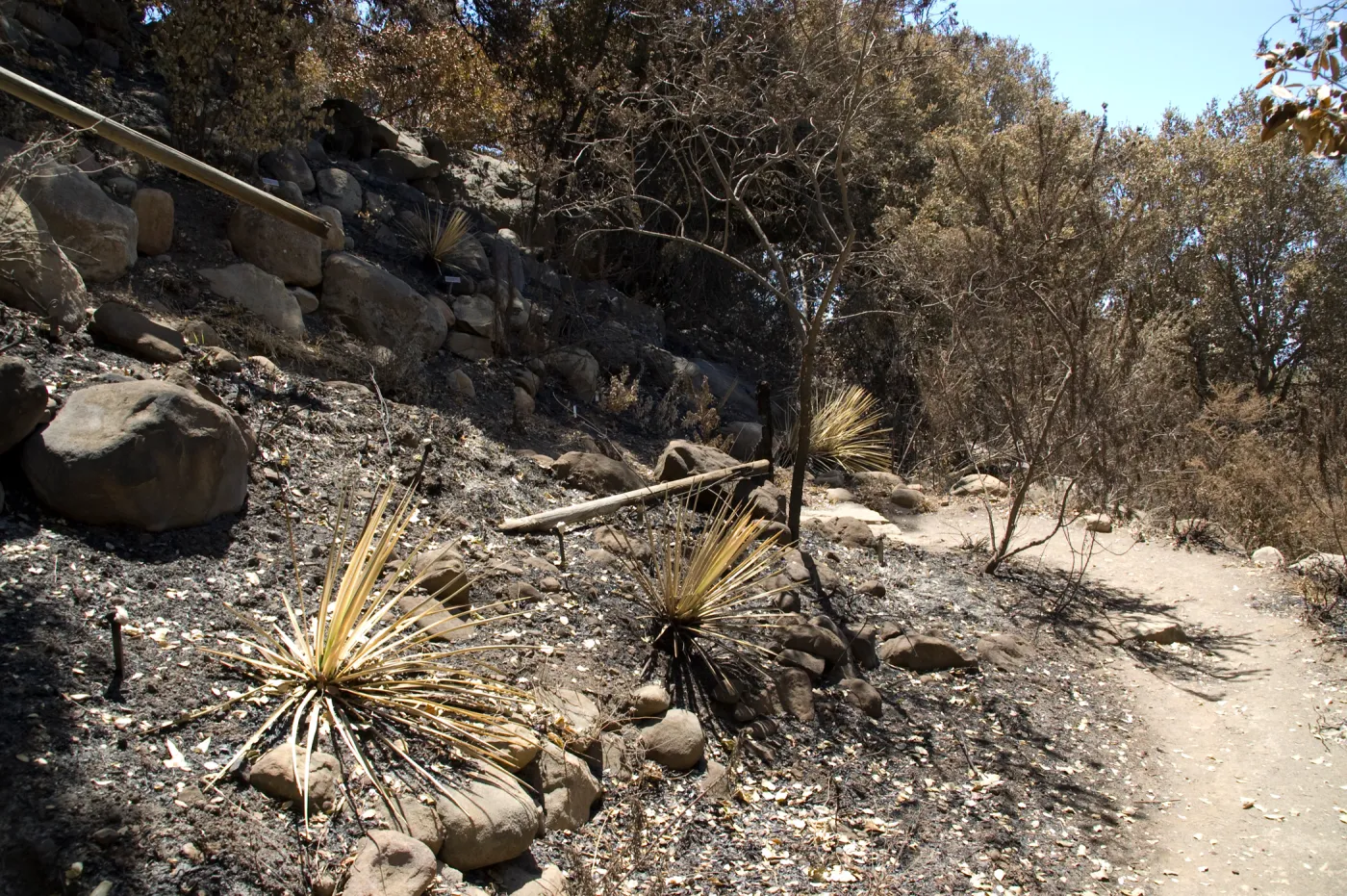 Campbell Trail steps to Meadow Oaks after the Jesusita Fire