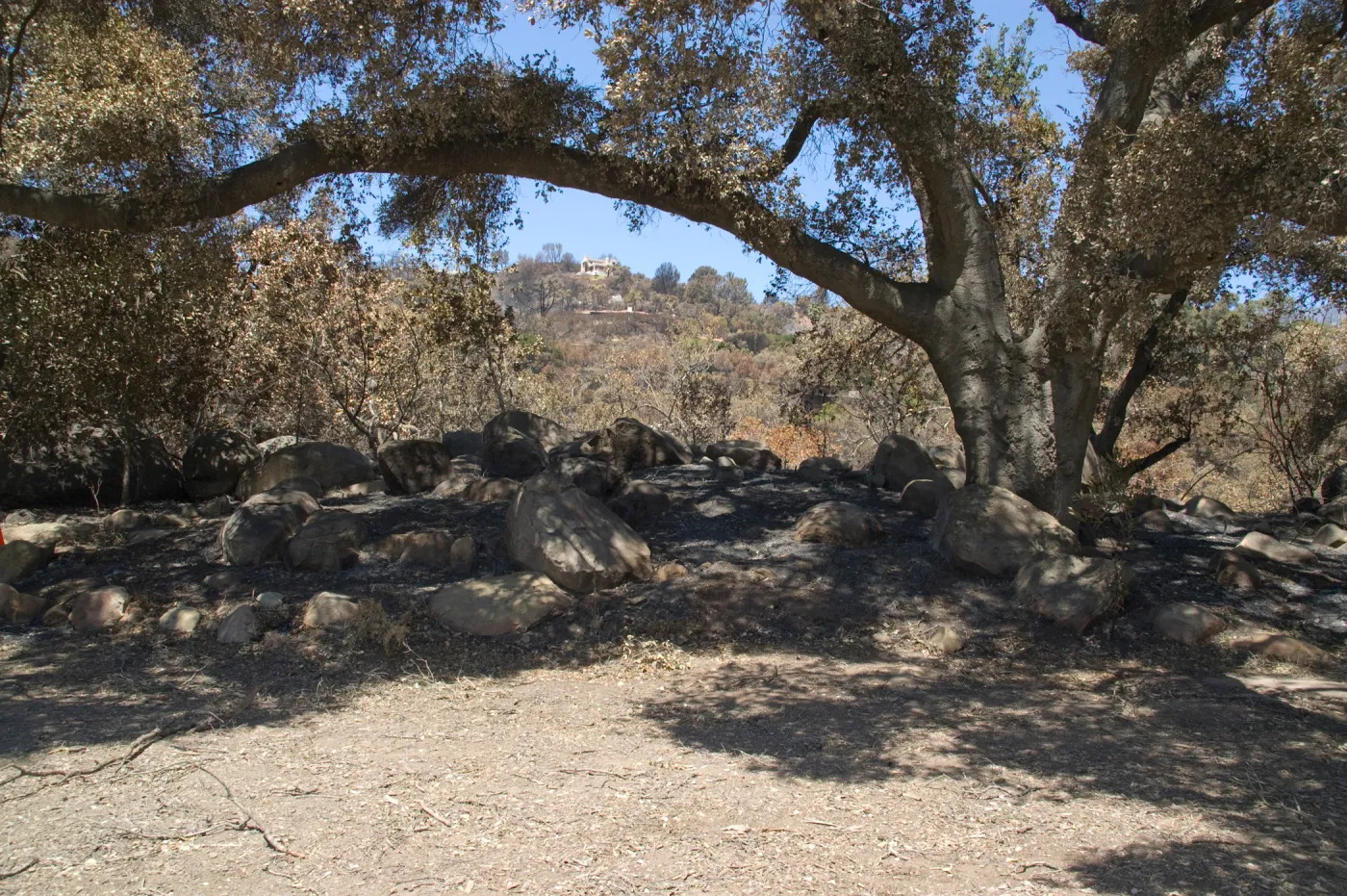 Meadow Oaks at edge of Canyon, after the Jesusita Fire