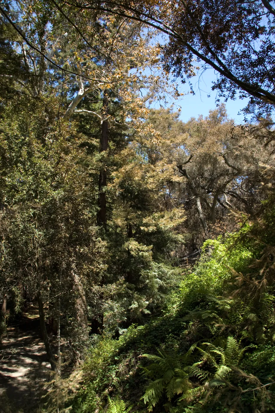 Redwood slope after the Jesusita Fire
