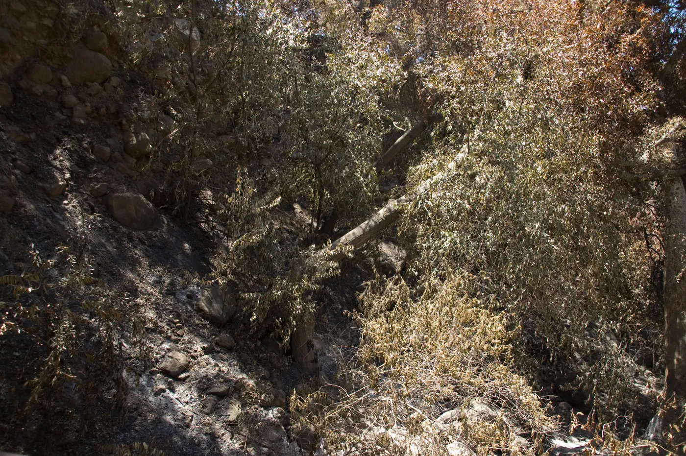 looking into Mission Canyon from top of Mission Dam after the Jesusita Fire