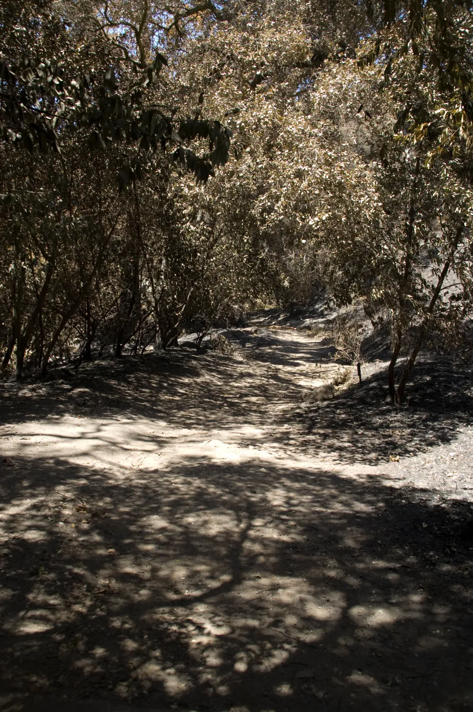 Canyon Trail after the Jesusita Fire