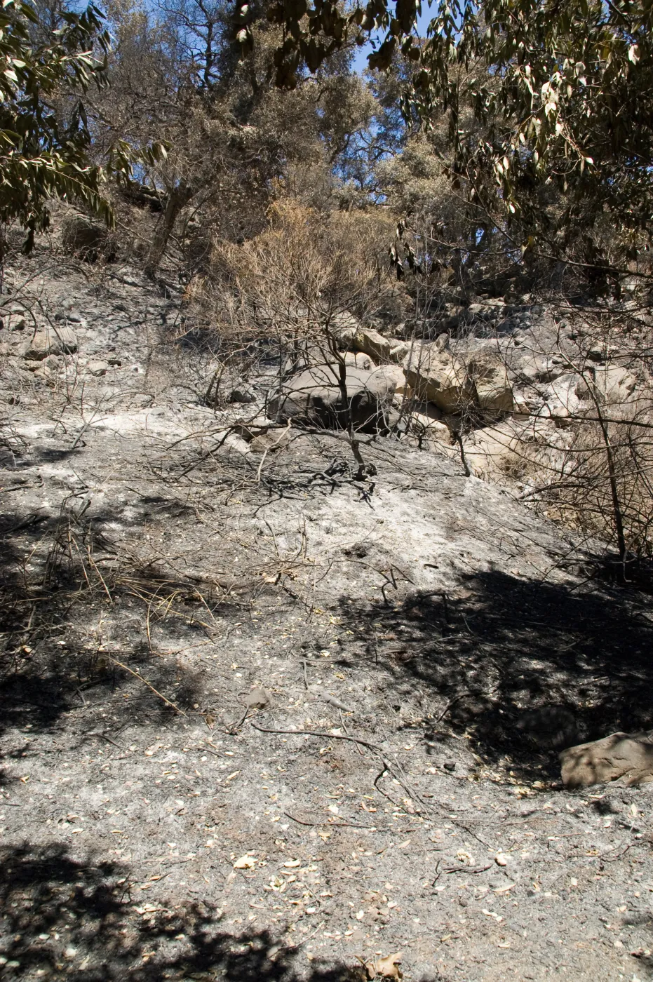 burned canyon slope below Pritchett Trail and Tunnel Road after the Jesusita Fire