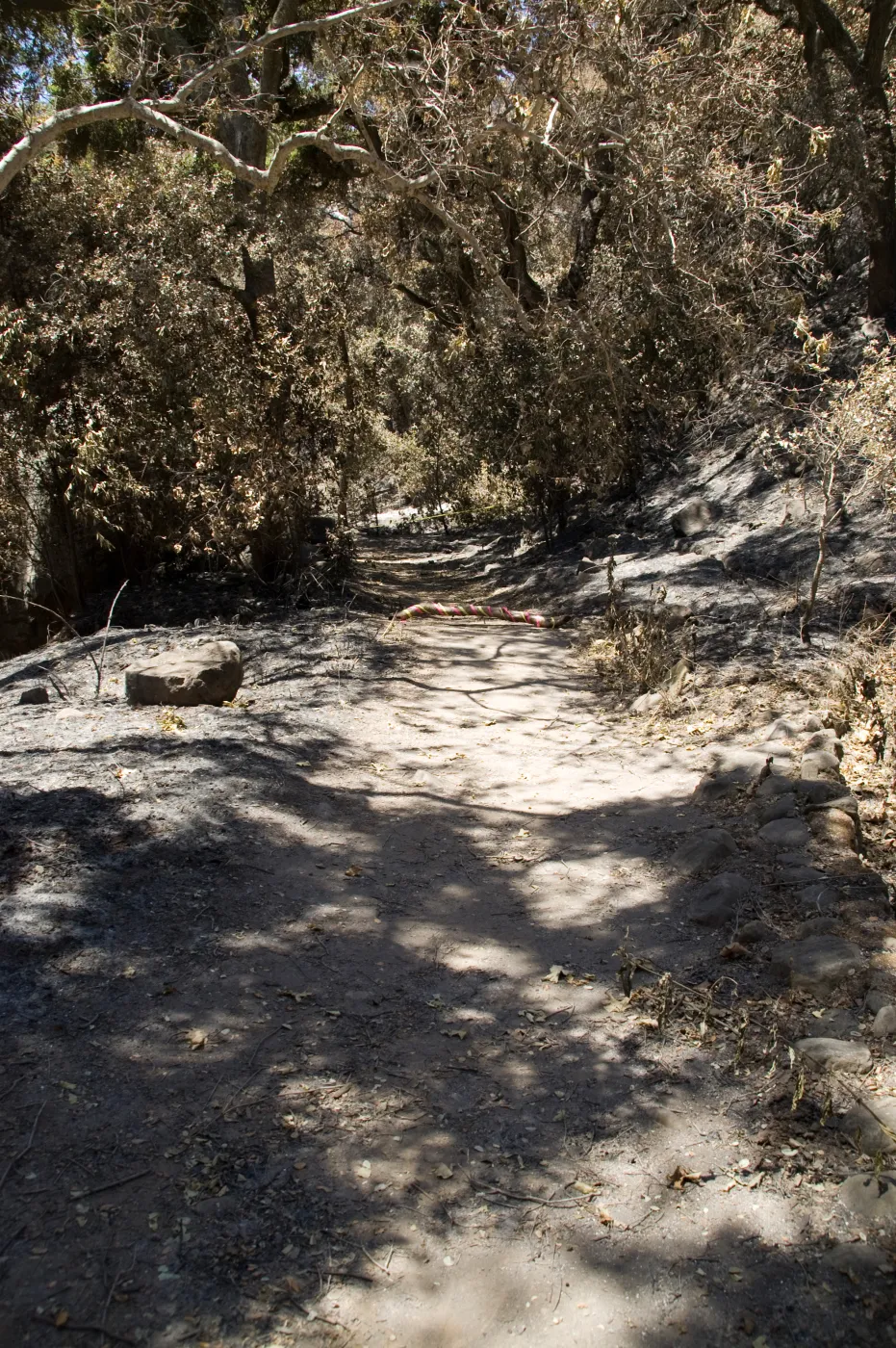 Canyon Trail with flagged log marking collapsed culvert after the Jesusita Fire